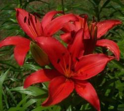  LILIUM ROJO