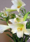  LILIUM LONGIFLORUM BLANCO 2+ 100CM