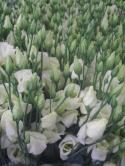  LISIANTHUS HOLANDA CREMA