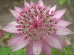  ASTRANTIA