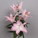  LILIUM OR WILLEKE ALBERT ROSA 