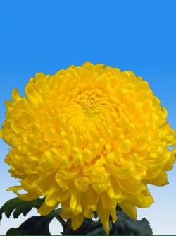  CRISUNIF RIVALRY AMARILL