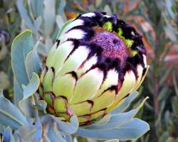  PROTEA BARBIGERA NIOBE