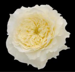  ROSA DAVID AUSTIN PATIENCE BLANC