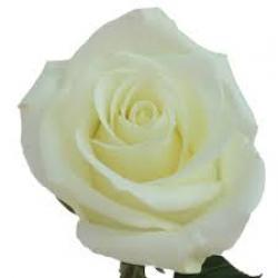  ROSA MONDIAL BLANCA 40CM ECU