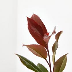  PHOTINIA