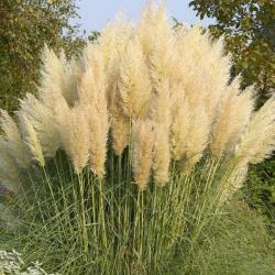  CORTADERIA PLUMERO 