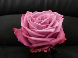  ROSA MOODY BLUES LILA 50CM ECU