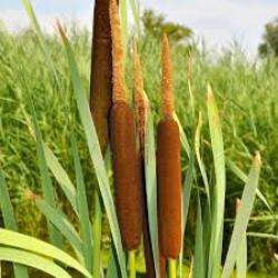  JUNCO/PURO/TYPHA