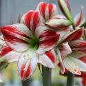  AMARYLLIS AMBIANCE BICOL ROJO - BLANCO