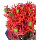  JATROPHA FIRECRACKER