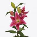  LILIUM OR RED DAWN FUCSIA