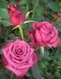  ROSA BLUEBERRY FUCSIA 50CM ECU