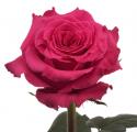  ROSA FULL MONTY FUCSIA 50CM ECU 