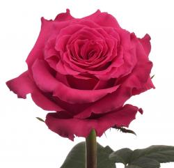  ROSA FULL MONTY FUCSIA 50CM ECU 