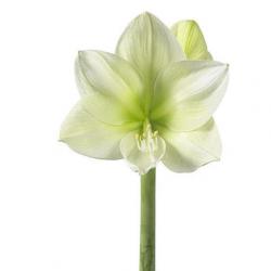  AMARYLLIS CHALLENGER BLANCO