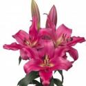  LILIUM OR NOTHING HILL FUCSIA