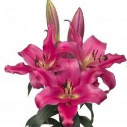  LILIUM OR NOTHING HILL FUCSIA