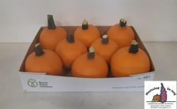  CUCURBITA HALLOWEEN X8