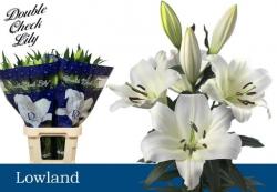  LILIUM OR LOWLAND BLANCO