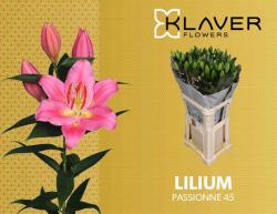  LILIUM OR PASSIONE ROSA