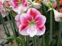  AMARYLLIS EXCEPTION