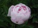  PEONIA SARA BERNHARD ROSA