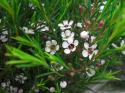  FLOR DE CERA BLANC 80CM