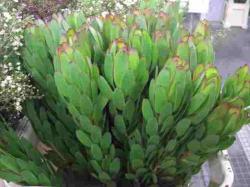  LEUCADENDRO AMARILL