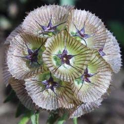  SCABIOSA STELLATA