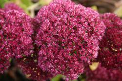  SEDUM