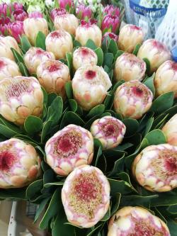  PROTEA GRANDICOLOR 80CM