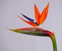  STRELITZIA 75CM