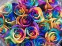  ROSA RAINBOW TINTADA X25 ECU