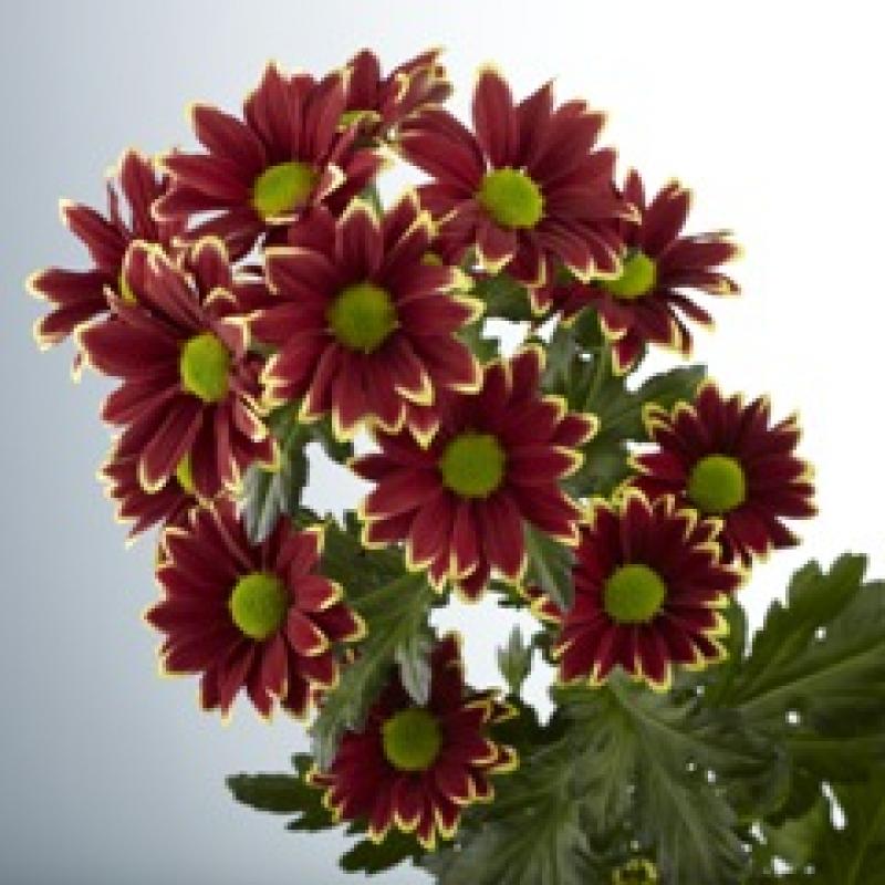  CRISANTEMO HAYDAR AMARILL BICOLOR ROJ AMARILL