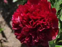  PEONIA RED CHARM ROJA