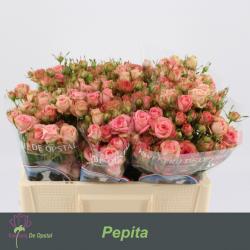  ROSA PITIMINI PEPITA