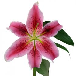  LILIUM OR MANIFESTO FUCSIA