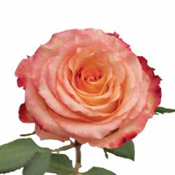  ROSA DUETT BICOLOR 50CM ECU 