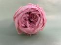  PEONIA PRESERVADA X6 CAJAS SOLIDAS