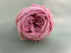  PEONIA PRESERVADA X6 CAJAS SOLIDAS