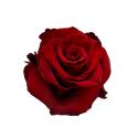  ROSA EXPLORER ROJO 80CM ECU