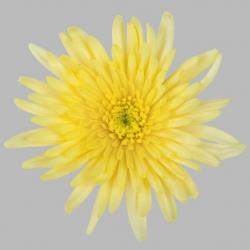  CRISANTEMO DELIANNE AMARILLO