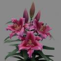  LILIUM OR DALIAN FUCSIA