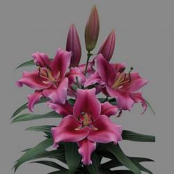  LILIUM OR DALIAN FUCSIA