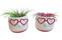  PLANTA TILLANDSIA EN MACETA GAFAS C8