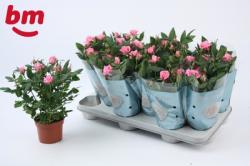  PLANTA ROSAL ROSA X12 