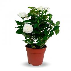  PLANTA ROSAL BLANCO X12 
